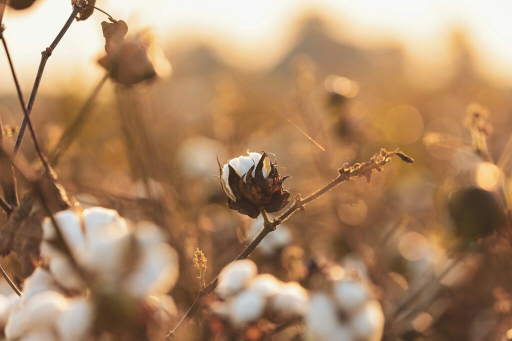 Cotton field in sunlight